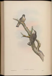 Salpornis spilonotus